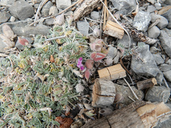 Galegeae
