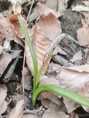 Scilla vindobonensis