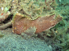 Ablabys macracanthus