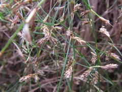 Anthochortus graminifolius