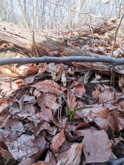 Scilla vindobonensis