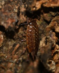 Philoscia affinis