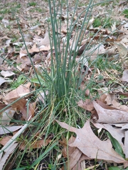 Allium vineale