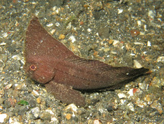 Ablabys macracanthus