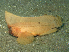 Ablabys macracanthus