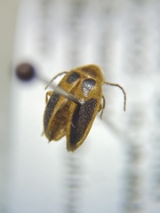 Sacodes pulchella