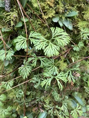 Elaphoglossum peltatum