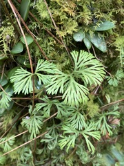 Elaphoglossum peltatum