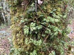 Elaphoglossum peltatum