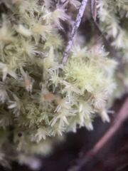 Sphagnum strictum