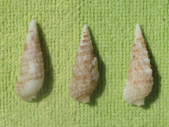 Cerithium atratum