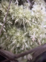 Sphagnum strictum