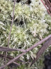 Sphagnum strictum