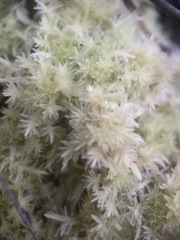 Sphagnum strictum