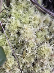 Sphagnum strictum