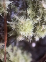 Sphagnum strictum