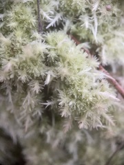 Sphagnum strictum