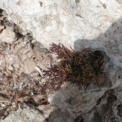 Limbarda crithmoides