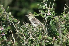 Trachyphonus darnaudii