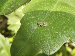 Bactericera lavaterae