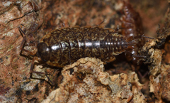 Philoscia affinis