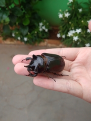 Strategus aloeus