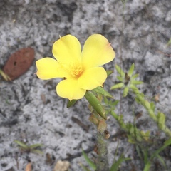 Portulacaceae