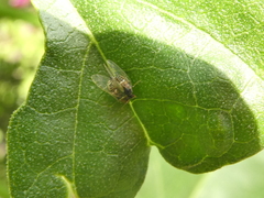 Bactericera lavaterae