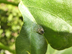 Bactericera lavaterae