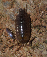 Philoscia affinis