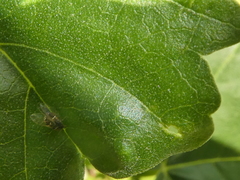 Bactericera lavaterae