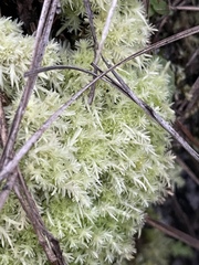 Sphagnum strictum