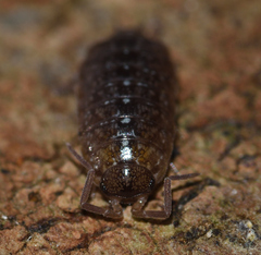 Philoscia affinis