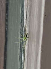Tetragnatha viridis