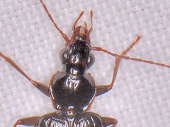 Platynus cincticollis