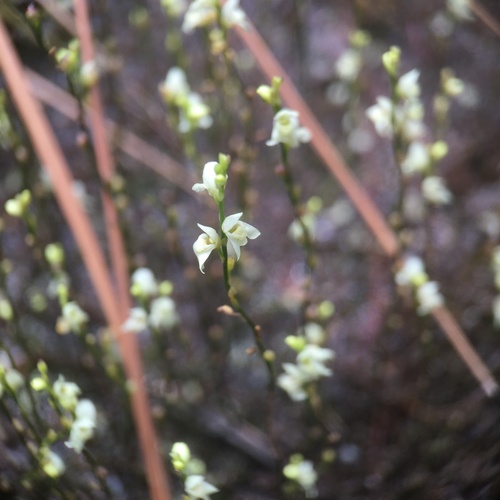 Image of Utricularia neottioides by (c) B. Phalan, some rights reserved (CC BY)