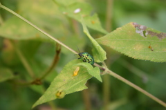 Orsilochides variabilis