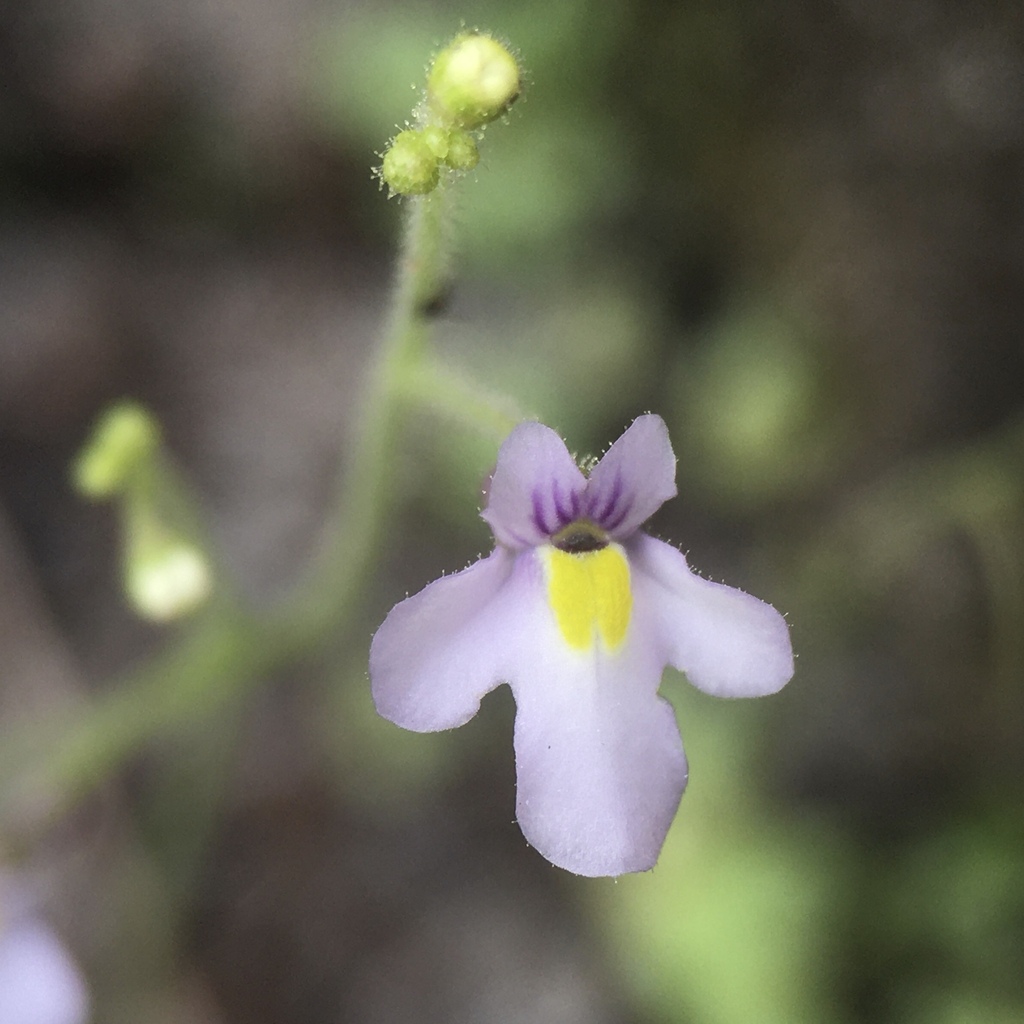Genlisea flexuosa Rivadavia, Gonella & A.Fleischm.