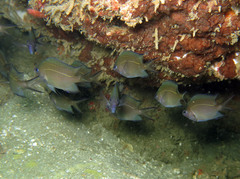 Acanthochromis polyacanthus