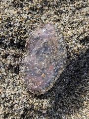 Pelagia noctiluca