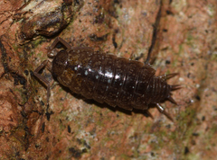 Philoscia affinis