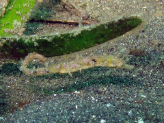 Acentronura breviperula