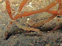 Acentronura breviperula