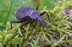 Cychrus caraboides