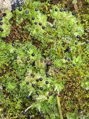 Fossombronia wondraczekii