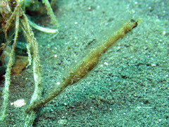 Acentronura breviperula