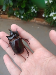 Strategus aloeus