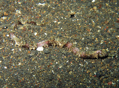 Acentronura breviperula