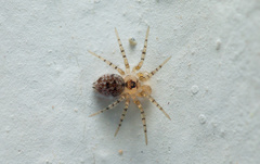 Oecobiidae