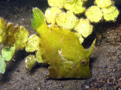 Acreichthys tomentosus